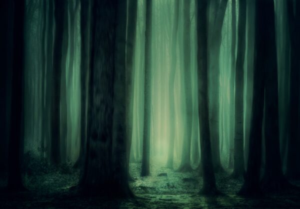 Mystischer Wald